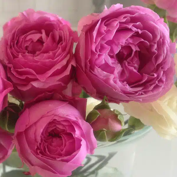 Delbard Rose Madame Delbard Delbard Rose Madame Delbard