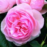 English Shrub - Heritage - Garden Express Australia