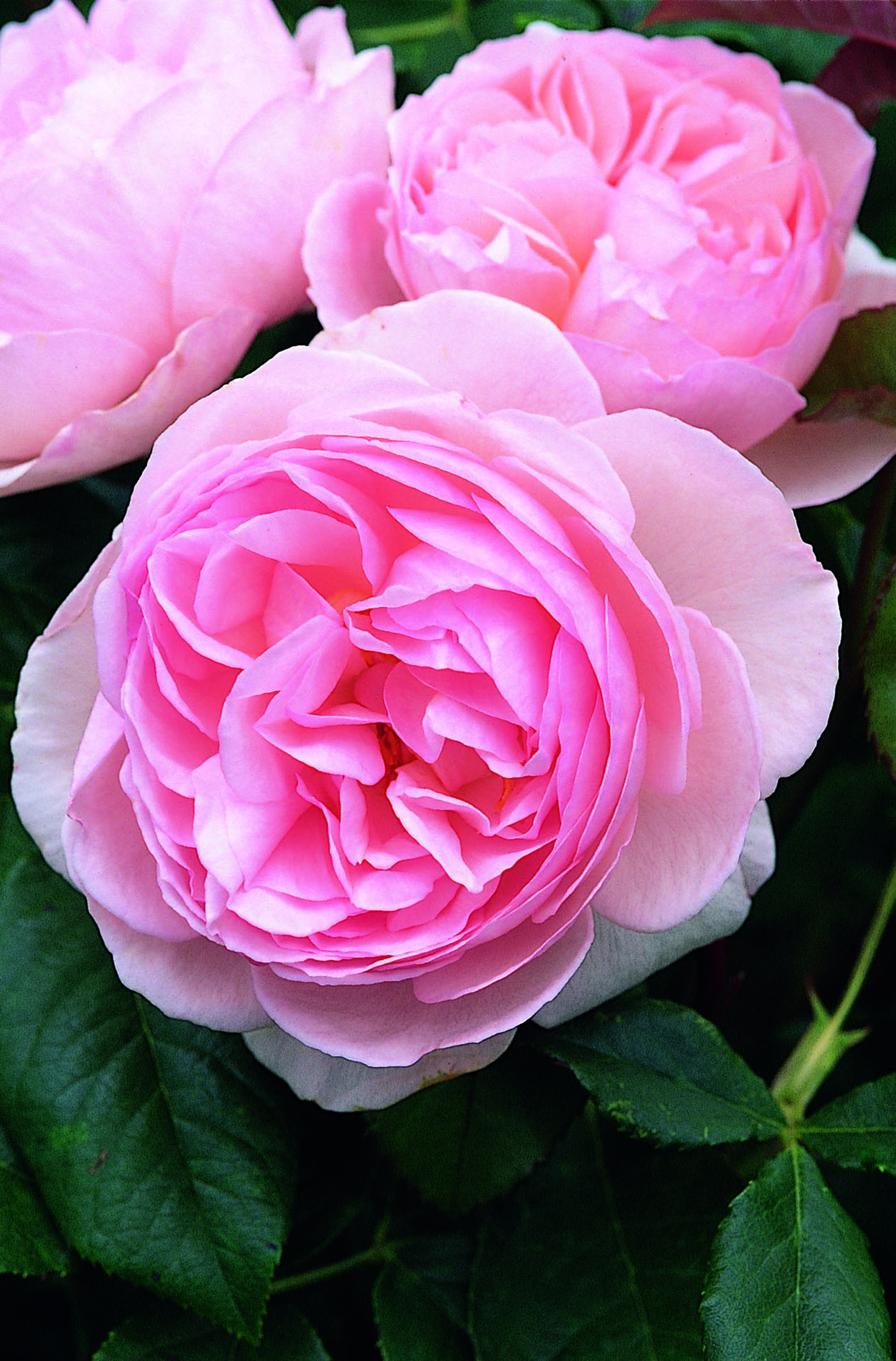 English Shrub Rose Heritage English Shrub Rose Heritage