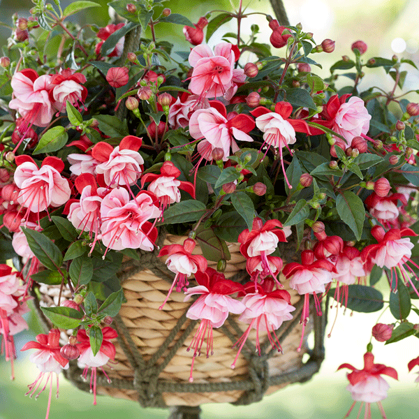 Fuchsia Bella Laura Fuchsia Bella Laura