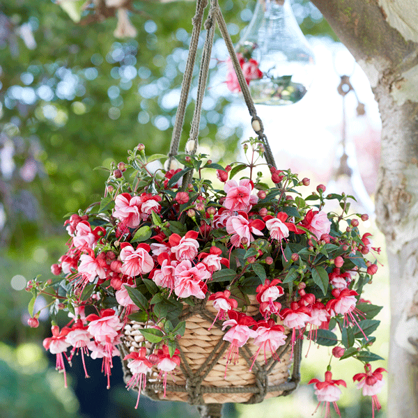Fuchsia Bella Laura Fuchsia Bella Laura