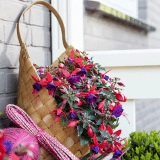 Fuchsia Bella Sacha Fuchsia Bella Sacha