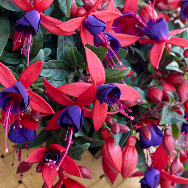 Fuchsia Bella Sacha Fuchsia Bella Sacha