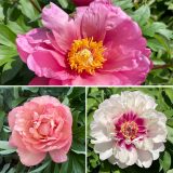 Gurus Itoh Peony Collection Colgurito - Garden Express Australia