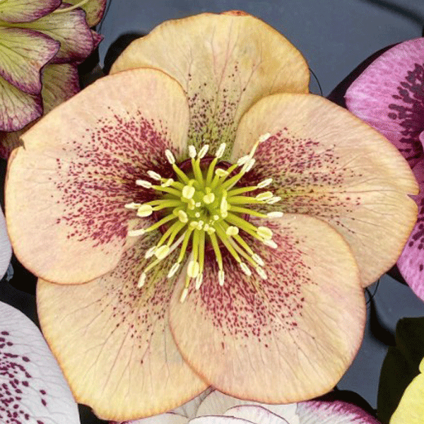 Hellebore Single Apricot Peach Spotted Hellebore Single Apricot Peach Spotted