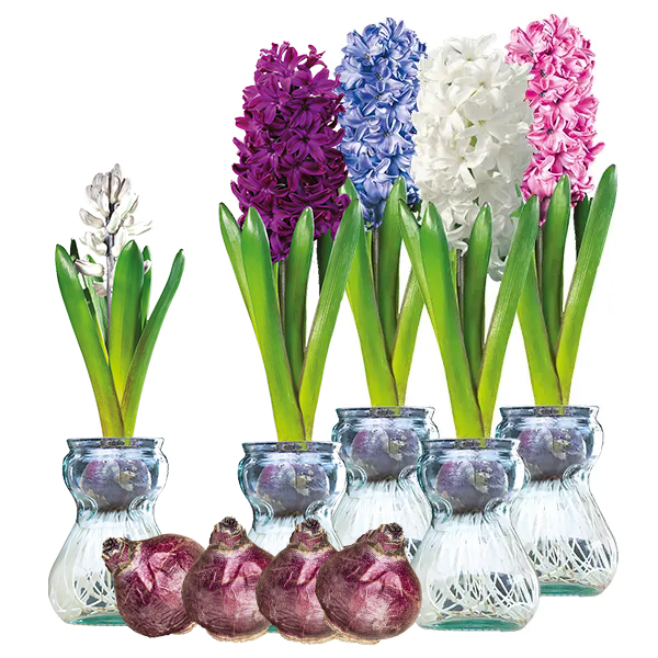 Hyacinth Vase Kit Set Of 4 Hyacinth Vase Kit Set Of 4