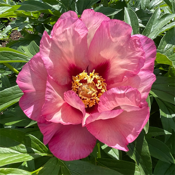 Itoh Peony Berry Garcia Itoh Peony Berry Garcia
