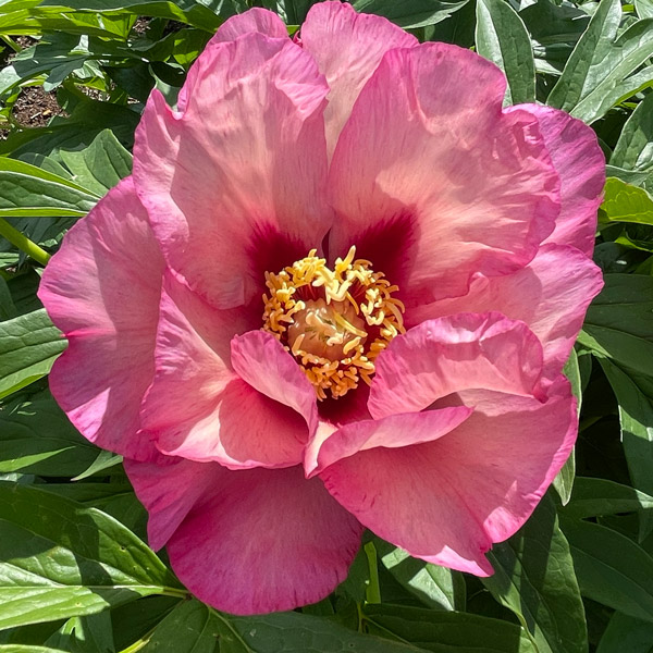 Gurus Itoh Peony Collection 2 Gurus Itoh Peony Collection 2