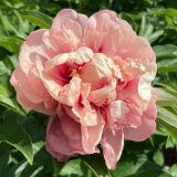 Itoh Peony Caroline Constabel 2026 Pkitocco - Garden Express Australia