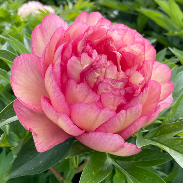 Itoh Peony Haleighs Hallelujah Itoh Peony Haleighs Hallelujah