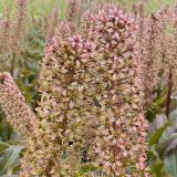 Pineapple Lily Red Dutch Hybrid 5pk Pineapple Lily Red Dutch Hybrid 5pk