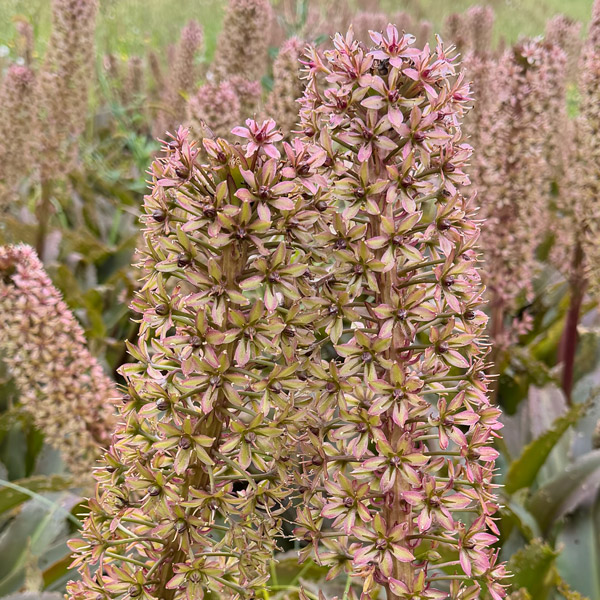 Pineapple Lily Red Dutch Hybrid 5pk Pineapple Lily Red Dutch Hybrid 5pk