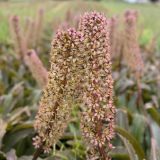 Pineapple Lily Red Dutch Hybrid 5pk Pineapple Lily Red Dutch Hybrid 5pk