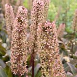 Pineapple Lily Red Dutch Hybrid 5pk Pineapple Lily Red Dutch Hybrid 5pk
