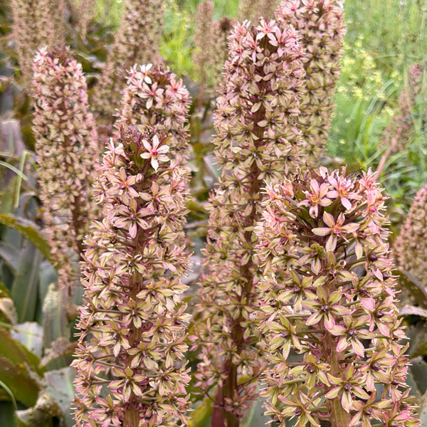Pineapple Lily Red Dutch Hybrid 5pk Pineapple Lily Red Dutch Hybrid 5pk