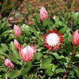 Protea Little Prince P14prolpr - Garden Express Australia