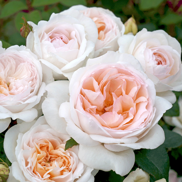 Rose Addictive Lure