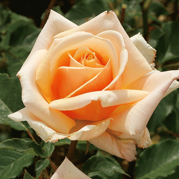 Rose Diamond Jubilee Rose Diamond Jubilee