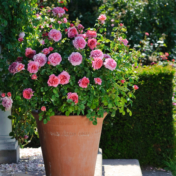 David Austin Rose Princess Alexandra Of Kent