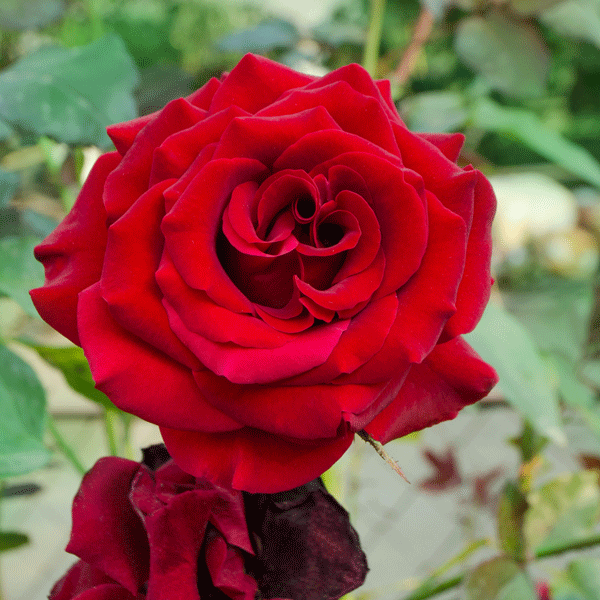 Rose Sir Donald Bradman (Pbr) Rose Sir Donald Bradman (Pbr)