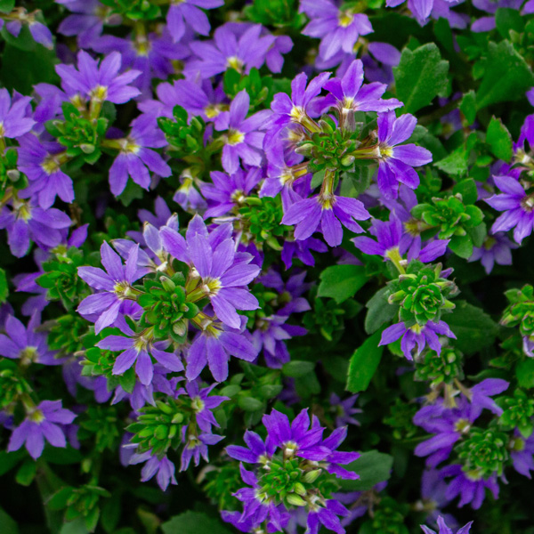 Scaevola Cobalt Candles (Pbr) Scaevola Cobalt Candles (Pbr)