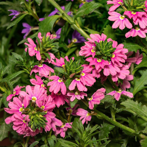 Scaevola Touch Deep Pink