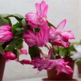 Schlumbergera Zygocactus Amazonia Pink P14zygapk - Garden Express Australia