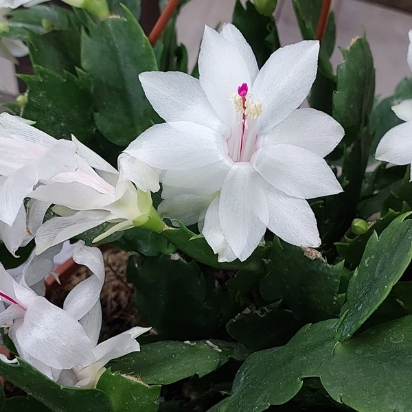 Schlumbergera-Zygocactus Amazonia White Schlumbergera-Zygocactus Amazonia White
