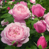 Soeur Emmanuelle Rosdsem - Garden Express Australia