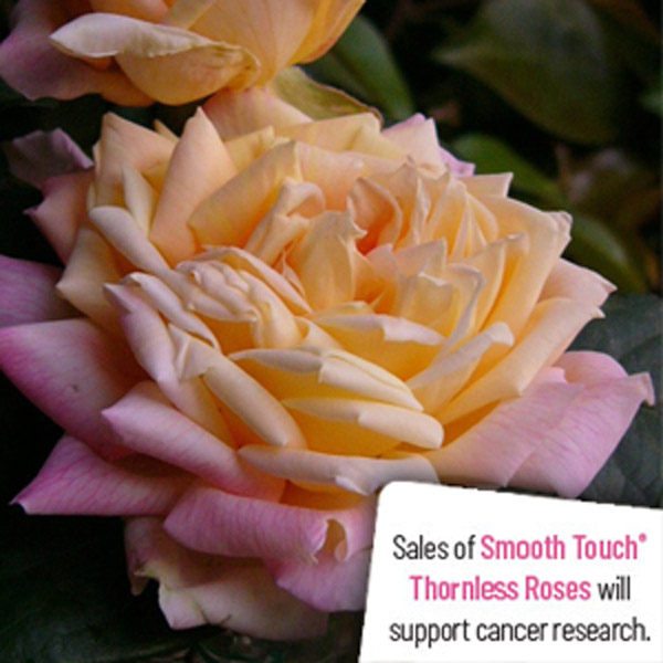 Thornless Rose Smooth Friendship Thornless Rose Smooth Friendship