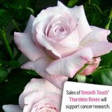 Thornless Rose Smooth Moonlight Rostmoo - Garden Express Australia