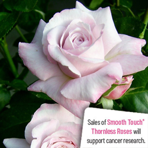 Thornless Rose Smooth Moonlight Thornless Rose Smooth Moonlight