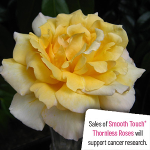 Thornless Rose Smooth Queen Thornless Rose Smooth Queen