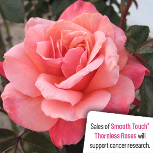 Thornless Rose Smooth True Friend