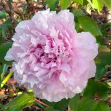 Tree Peony Etienne De France Pktpaedf - Garden Express Australia