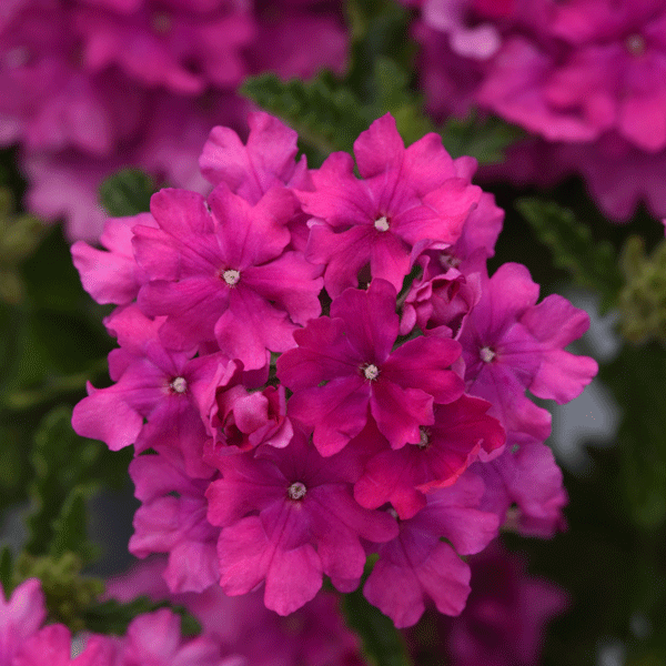 Verbena Cadet Orchid Pink Verbena Cadet Orchid Pink