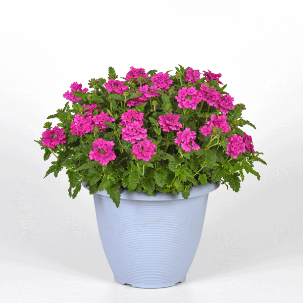 Verbena Cadet Orchid Pink Verbena Cadet Orchid Pink