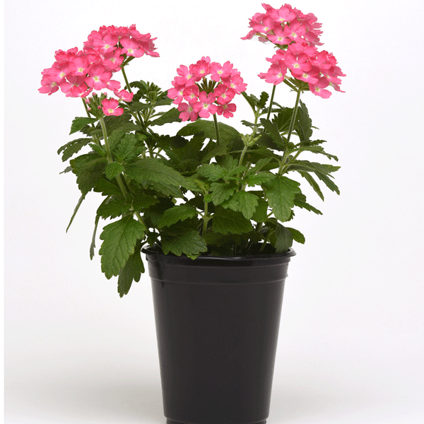 Verbena Cadet Pink Verbena Cadet Pink