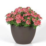 Verbena Firehouse Peppermint Verbena Firehouse Peppermint