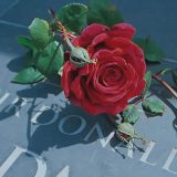 Rose Sir Donald Bradman (Pbr) Rose Sir Donald Bradman (Pbr)