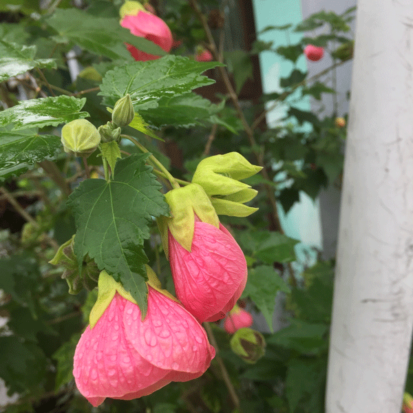 Abutilon Lucky Lantern Pink (Pbr) Abutilon Lucky Lantern Pink (Pbr)