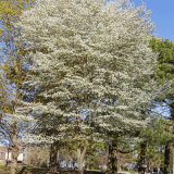 Amelanchier Canadian Serviceberry Amelanchier Canadian Serviceberry