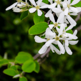 Amelanchier Canadian Serviceberry Amelanchier Canadian Serviceberry