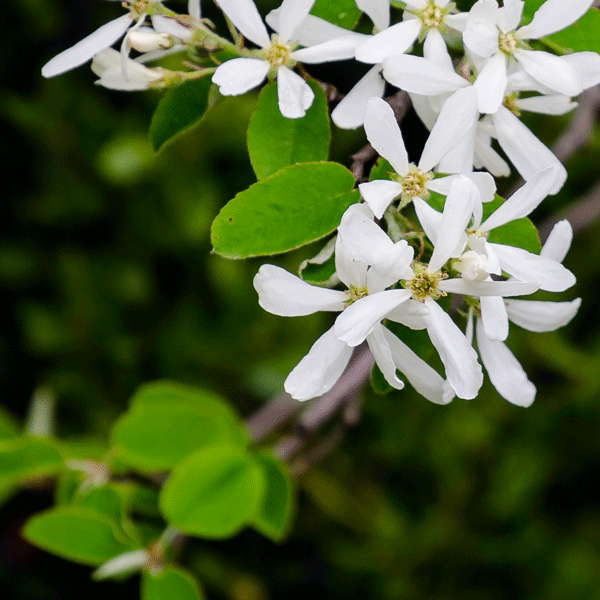 Amelanchier Canadian Serviceberry Amelanchier Canadian Serviceberry