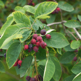 Amelanchier Canadian Serviceberry Tseamecsb - Garden Express Australia