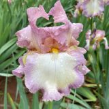 Bearded Iris New Release Collection 2 Bearded Iris New Release Collection 2