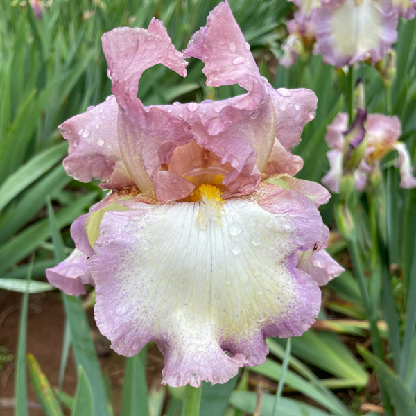 Bearded Iris New Release Collection 2