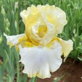 Bearded Iris New Release Collection 2 Bearded Iris New Release Collection 2