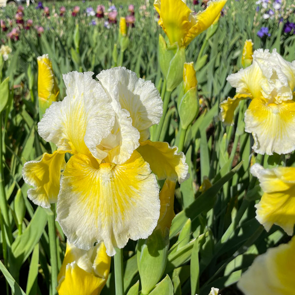 Bearded Iris New Release Collection 1 Bearded Iris New Release Collection 1