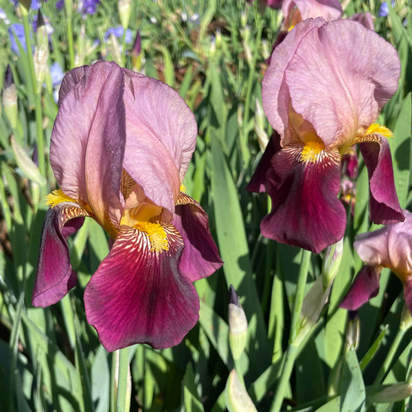 Bearded Iris New Release Collection 1 Bearded Iris New Release Collection 1